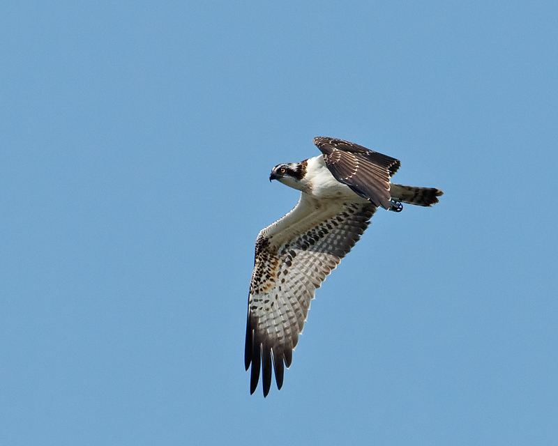 Pandion haliaetus Visarend Osprey